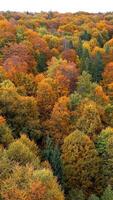 an aerial view of a forest with many different colored trees video