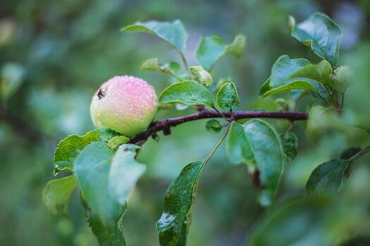 a blushing apple on a tree branch. The apple hangs from the branch, but not yet ripe, but is just about to ripen. High quality photo