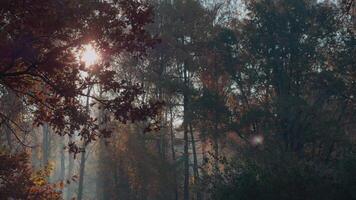 sömlös slinga lugn skog scen med höst lövverk, solljus filtrering genom träd, skapande en dimmig atmosfär video