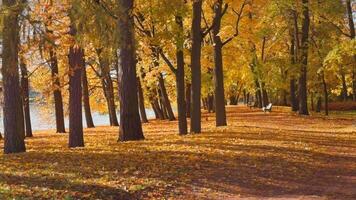 senza soluzione di continuità ciclo continuo sereno autunno parco scena con d'oro foglie, alto alberi, e un' sentiero accanto un' calma lago video
