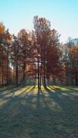 nahtlos Schleife heiter Herbst Landschaft mit hoch Bäume mit Orange und Gelb Blätter, Sonnenlicht Filtern durch das Geäst, Gießen lange Schatten auf das Boden video