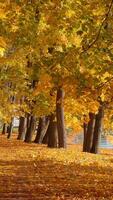 Seamless loop serene autumn scene featuring trees with vibrant yellow and orange leaves, a carpet of fallen leaves on the ground, and a calm body of water in the background video