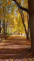 senza soluzione di continuità ciclo continuo sereno autunno scena con un' sentiero foderato di alberi visualizzazione vivace giallo e arancia foglie, un' persona a piedi nel il distanza, e caduto le foglie copertura il terra video