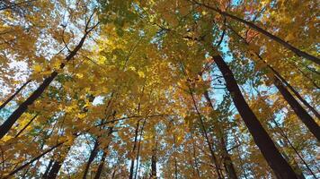 senza soluzione di continuità ciclo continuo alto alberi con vivace autunno foglie, luce del sole filtraggio attraverso il rami, la creazione di un' sereno e tranquillo, calmo atmosfera padella video