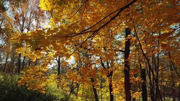 senza soluzione di continuità ciclo continuo autunno fogliame con vivace giallo e arancia le foglie nel un' foresta ambientazione, luce del sole filtraggio attraverso il alberi, la creazione di un' caldo e invitante atmosfera video