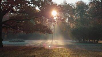 Seamless loop serene autumn landscape with sunlight filtering through trees, creating a misty atmosphere in a park video