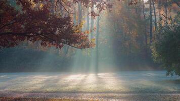 sin costura lazo sereno bosque escena a amanecer con suave luz de sol filtración mediante brumoso árboles, creando un tranquilo atmósfera video