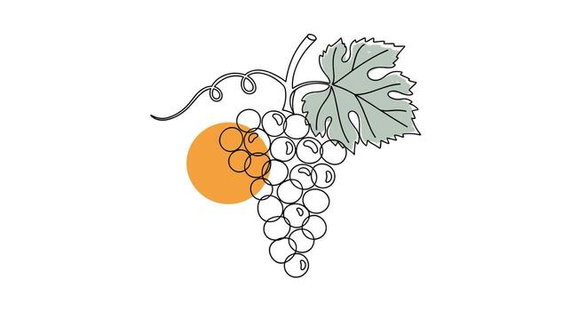 An artistic sketch of a light green grape cluster with an orange circle accent on a white background. vector