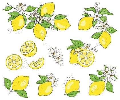 Set of fruits. Whole lemon, cut in half, slice, isolated on white background. Lemon tree branch with yellow lemon, flowers and green leaves. vector