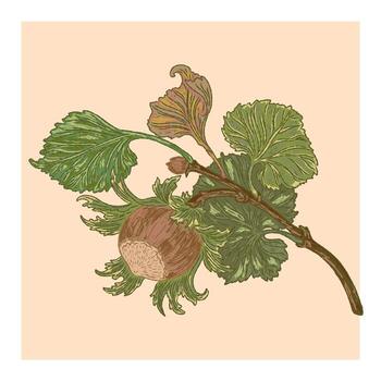 a drawing of a branch with leaves and a nut vector