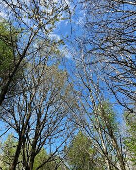 A view of trees from above photo