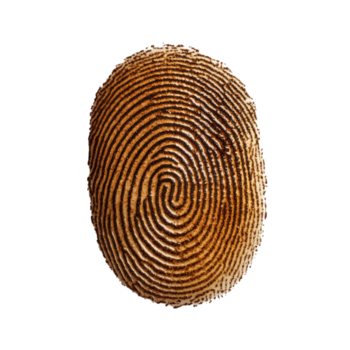 único huella dactilar diseño presentando intrincado patrones y terroso tonos en un de cerca ver para creativo inspiración, transparente antecedentes png