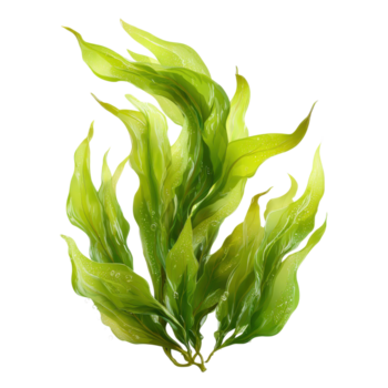 colorida verde algas marinhas flutuando dentro Claro água png