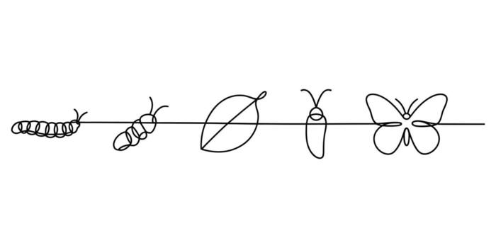 Simple continuous line drawing of butterfly life cycle stages vector