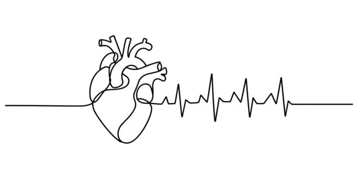 Minimalist continuous line drawing of a human heart with electrocardiogram waveform vector