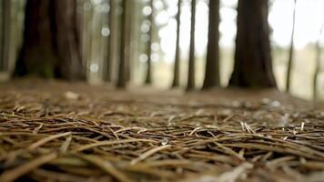 närbild skott av fallen tall nålar och kvistar på de skog golv med mjuk bokeh i de bakgrund video