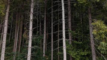 Abstract view of tall, light-colored tree trunks in a dense, dark pine forest, Vertical composition emphasizing the natural lines and deep green foliage video