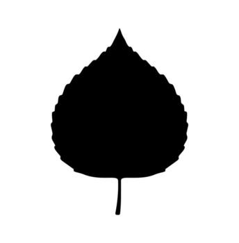 Black silhouette of a leaf, with a jagged edge, on a white background vector