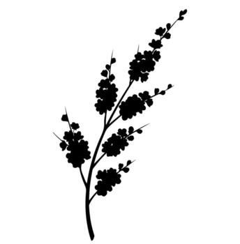 Silhouette of a flowering branch with clusters of leaves on a white background vector