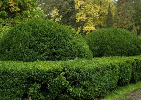 Spherical bushes in the park for two consecutive along the hedges. Greenery and trees in autumn in the rain photo