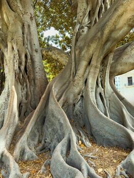 Majestic tree roots intertwining in a sunny park setting create a natural wonder and draw visitors' admiration during a peaceful afternoon stroll photo