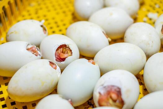 Close up of duck eggs with embryos partially hatched in an incubator, showing the process of duck hatching and poultry farming industry concept with selective focus and natural lighting. photo