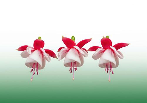 Studio still life of three vibrant red and white fuchsia blooms isolated on gradient background photo