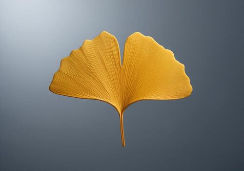 Pristine golden ginkgo biloba leaf centered on a smooth dark grey minimalist studio background photo