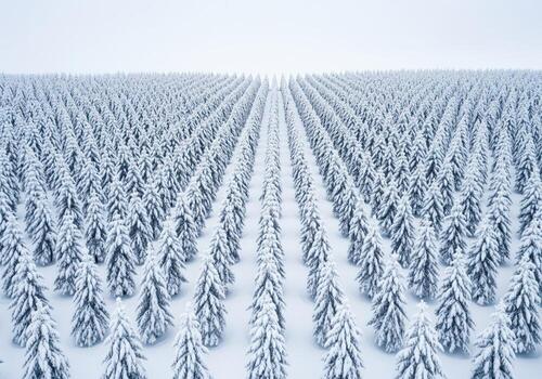 Perfectly uniform rows of snow covered pine trees creating a symmetrical winter pattern photo