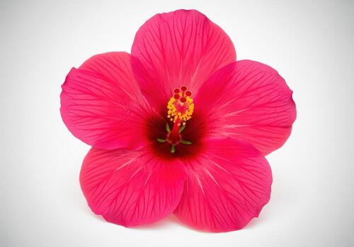 Vibrant fuchsia hibiscus flower isolated on a clean white background studio shot photo