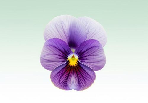 Pristine violet pansy bloom with purple and lavender petals and yellow center on a soft gradient background photo