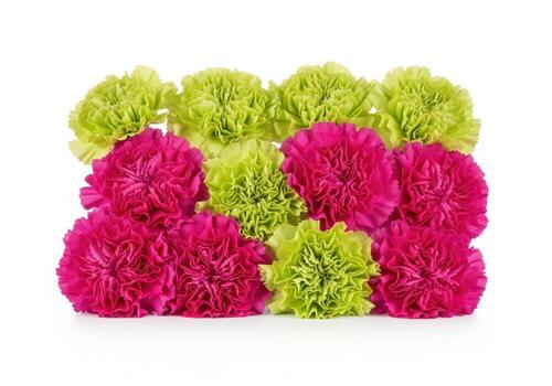 sorprendentes contraste de fucsia rosado y Lima verde claveles arreglado cercanamente en blanco. foto