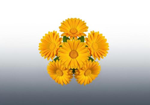 vibrante amarillo caléndula officinalis flores arreglado simétricamente en un limpiar degradado antecedentes. foto