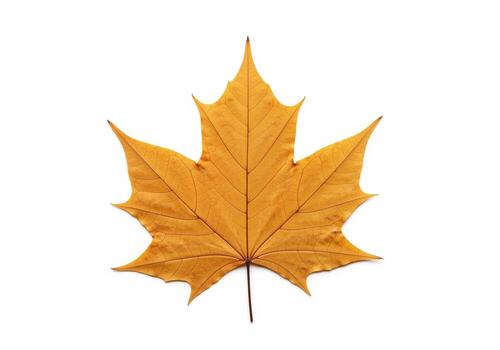 Detailed studio shot of a single golden autumn maple leaf isolated on a clean white background. photo