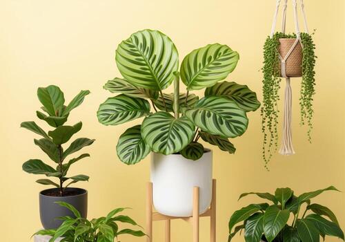 Vibrant indoor houseplants display featuring calathea orbifolia and fiddle leaf fig on a yellow background photo