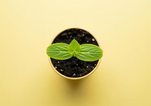 Healthy zucchini seedling with cotyledon leaves growing in dark soil, top view photo