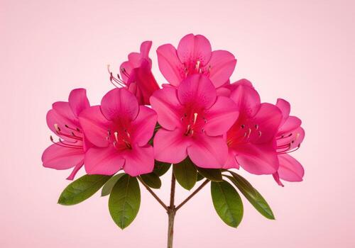 Bright fuchsia azalea blooms cluster on a stem, isolated on a clean pink studio background. photo