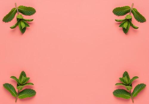 Fresh green mint sprigs arranged as a frame on a pink background with copy space. photo
