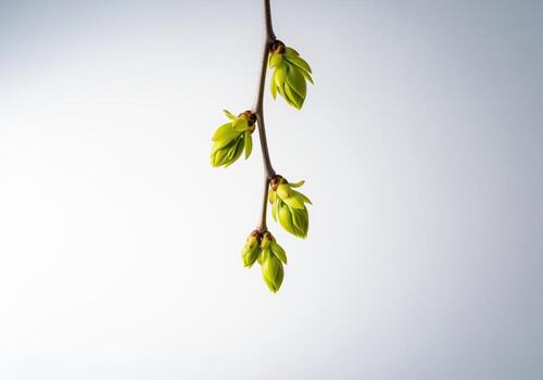 Vertical segment of a tree branch with vibrant green spring buds on a clean high key background photo