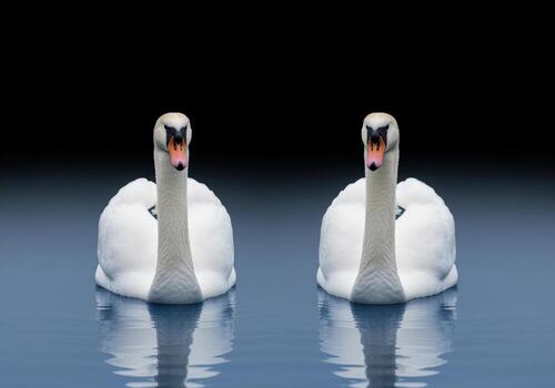 Close up of two pristine white swans isolated on dark water showing perfect symmetry. photo