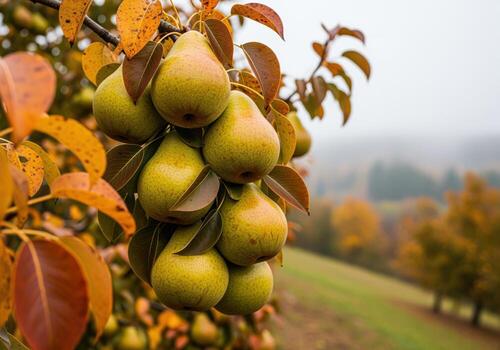 Ripe golden green pears clustered on a branch surrounded by vibrant autumn leaves photo
