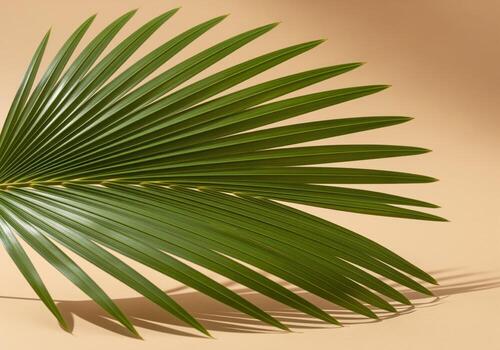 Striking emerald green tropical fan palm leaf displaying natural texture and shadow. photo