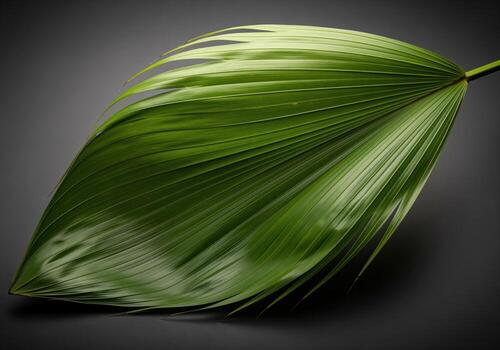 Vibrant green tropical fan palm leaf showing glossy texture and deep veins photo