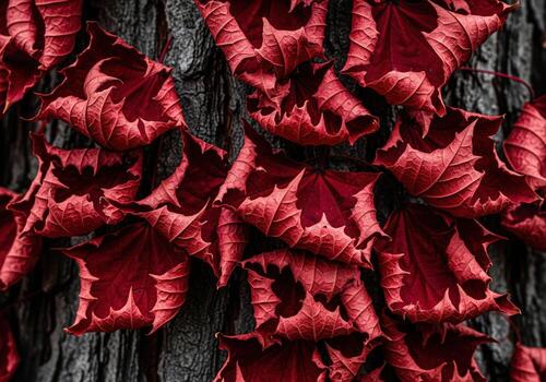 agudo geométrico estructura de seco carmesí arce hojas agrupados en contra oscuro árbol ladrar. foto
