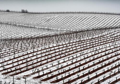 Stark geometric pattern of dormant grapevines in a snowy winter vineyard field. photo