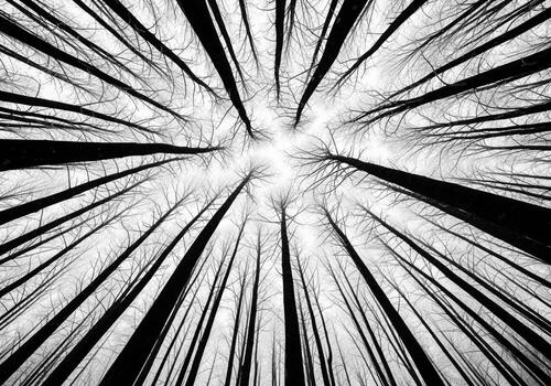High contrast abstract black and white view of tall bare forest trees looking up. photo