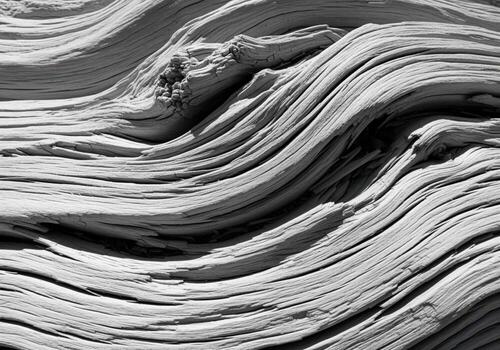 Highly detailed abstract monochrome texture of bleached weathered driftwood grain photo