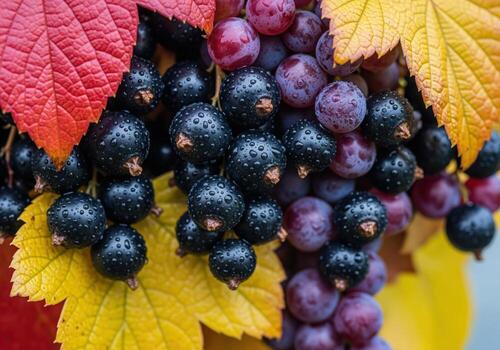 Wet black currant and purple grape clusters surrounded by vibrant red and yellow autumn leaves photo