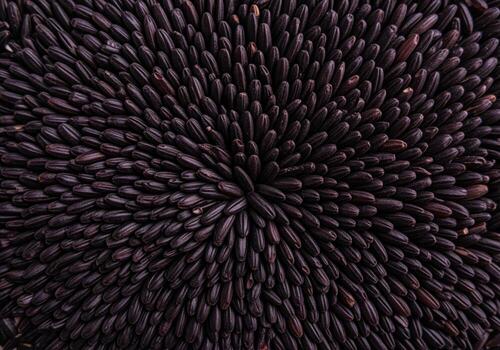 Densely packed black forbidden rice grains forming a dark radial texture background pattern. photo