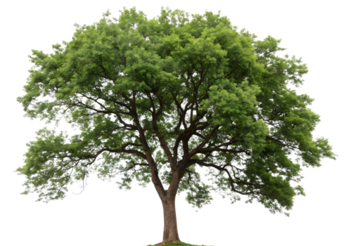 A lush green deciduous tree with dense foliage isolated on transparent background png